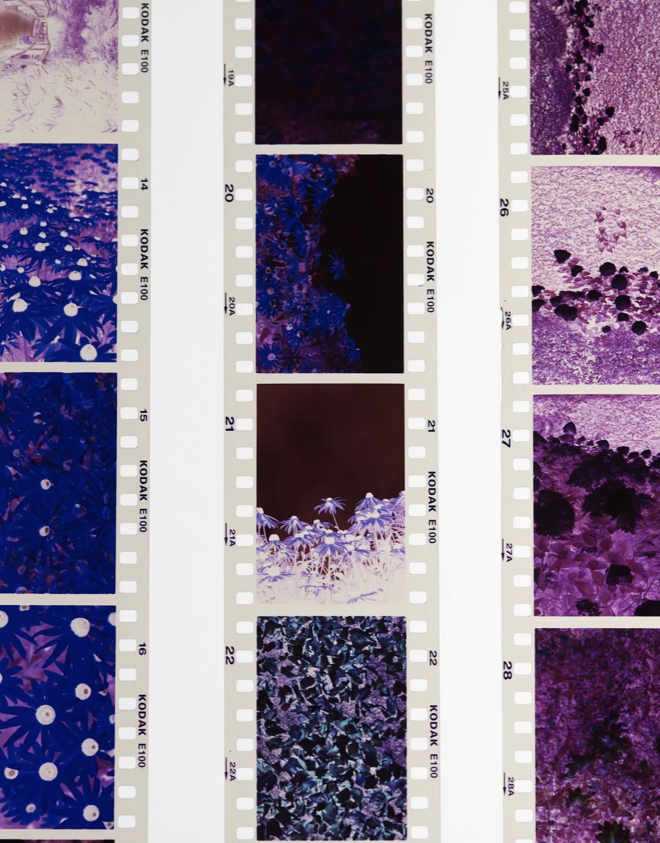 Kodak E100 film contact sheet with purple and blue frames
